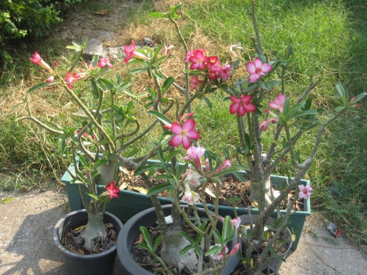 ขายเหมา ต้น ชวนชม