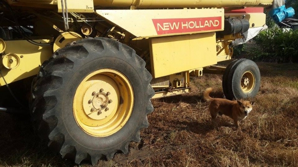 รถเกี่ยวข้าวโพด  New holland 8070