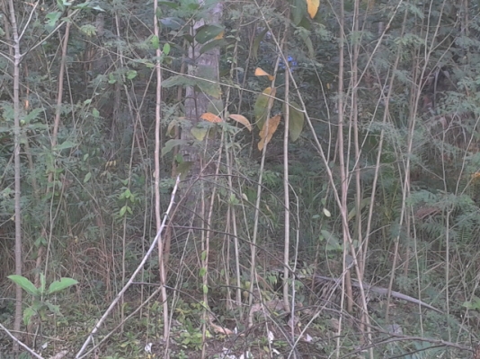 ทีดินสมุทรสงคราม