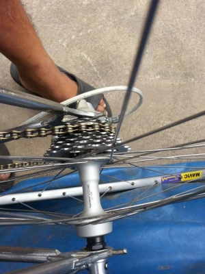 ขายเสือหมอบ ครับ 16,500 บาท รับเอง รังสิต จัดส่งได้ ขายเสือหมอบ ครับ 16,500 บาท รับเอง รังสิต จัดส่งได้