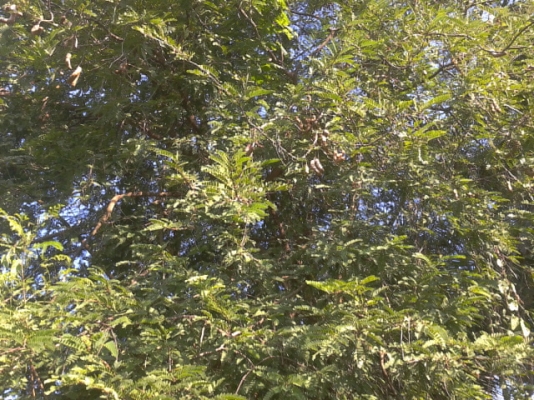 ที่ดินสมุทรสงคราม