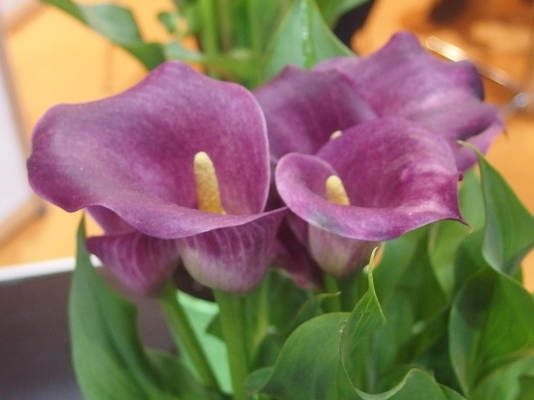 ข า ย แ ล้ ว ข อ บ คุ ณ ผู้ ซื้ อ แ ล ะ TRUCK2 HAND ข า ย แ ล้ ว ข อ บ คุ ณ ผู้ ซื้ อ แ ล ะ TRUCK2 HAND