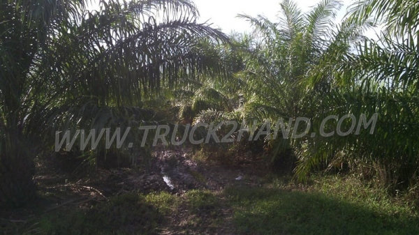 ขายสวนปาล์ม 16 ไร่ 2 งาน ปาล์มรับผลแล้ว  อยู่ติดถนน. ขายถูก ไร่ละ 210,000 บาท