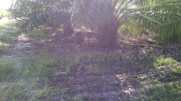 ขายสวนปาล์ม 16 ไร่ 2 งาน ปาล์มรับผลแล้ว อยู่ติดถนน. ขายถูก ไร่ละ 210,000 บาท ขายสวนปาล์ม 16 ไร่ 2 งาน ปาล์มรับผลแล้ว อยู่ติดถนน. ขายถูก ไร่ละ 210,000 บาท