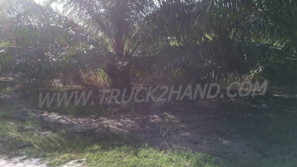 ขายสวนปาล์ม 16 ไร่ 2 งาน ปาล์มรับผลแล้ว อยู่ติดถนน. ขายถูก ไร่ละ 210,000 บาท ขายสวนปาล์ม 16 ไร่ 2 งาน ปาล์มรับผลแล้ว อยู่ติดถนน. ขายถูก ไร่ละ 210,000 บาท