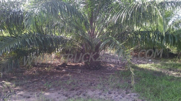 ขายสวนปาล์ม 16 ไร่ 2 งาน ปาล์มรับผลแล้ว อยู่ติดถนน. ขายถูก ไร่ละ 210,000 บาท ขายสวนปาล์ม 16 ไร่ 2 งาน ปาล์มรับผลแล้ว อยู่ติดถนน. ขายถูก ไร่ละ 210,000 บาท