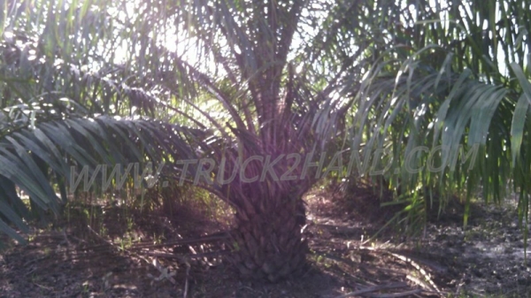 ขายสวนปาล์ม 16 ไร่ 2 งาน ปาล์มรับผลแล้ว อยู่ติดถนน. ขายถูก ไร่ละ 210,000 บาท ขายสวนปาล์ม 16 ไร่ 2 งาน ปาล์มรับผลแล้ว อยู่ติดถนน. ขายถูก ไร่ละ 210,000 บาท