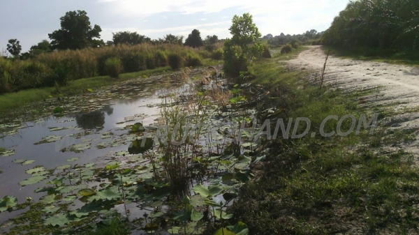 ขายสวนปาล์ม 16 ไร่ 2 งาน ปาล์มรับผลแล้ว อยู่ติดถนน. ขายถูก ไร่ละ 210,000 บาท ขายสวนปาล์ม 16 ไร่ 2 งาน ปาล์มรับผลแล้ว อยู่ติดถนน. ขายถูก ไร่ละ 210,000 บาท