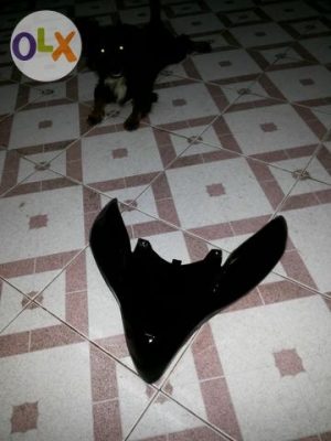 คิ้วหน้า pcx ตัวเก่า