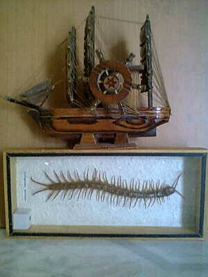 งานสะสมหรือโชว์