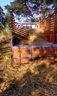 ISUZU NKR ปี  42  รถบ้าน 88 แรงม้า  (แก้ไขราคา265000)ขายตามสภาพครับ ภาษีทะเบียนไม่ขาดต่อ