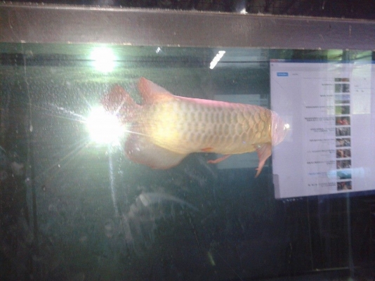 ปลามังกรทองอ่อน