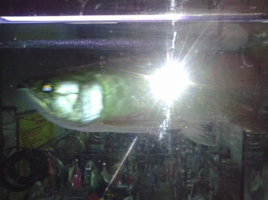 ปลามังกรทองอ่อน