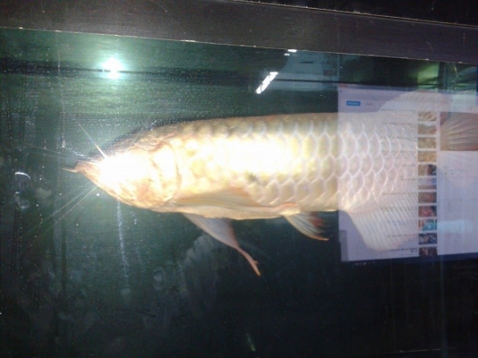 ปลามังกรทองอ่อน