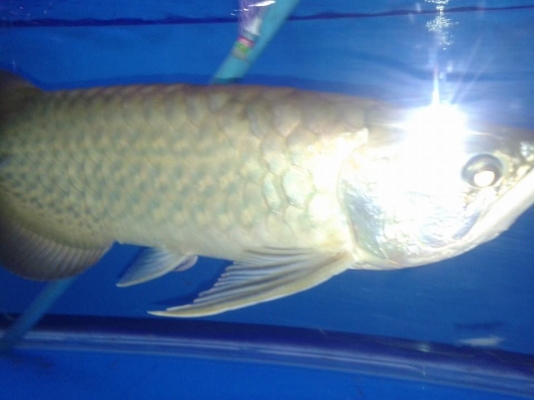 ปลามังกรทองอ่อน