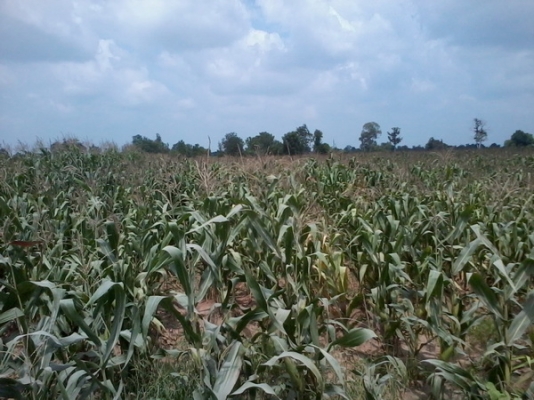 ขายด่วนที่ดินใกล้ทางหลวง  51- 3 -77 ไร่  ติดทางสาธารณะ ราคา 450,000 บาทต่อไร่ (อ.สีคิ้ว)