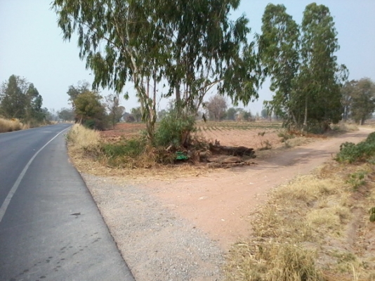 ขายด่วนที่ดินใกล้ทางหลวง  51- 3 -77 ไร่  ติดทางสาธารณะ ราคา 450,000 บาทต่อไร่ (อ.สีคิ้ว)