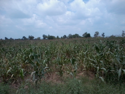 ขายด่วนที่ดินใกล้ทางหลวง  51- 3 -77 ไร่  ติดทางสาธารณะ ราคา 450,000 บาทต่อไร่ (อ.สีคิ้ว)