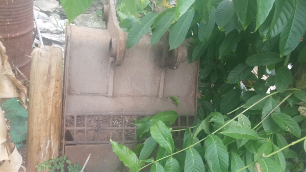 ขายบุ้งกี๋   2ลูก  pc30 กับ pc120