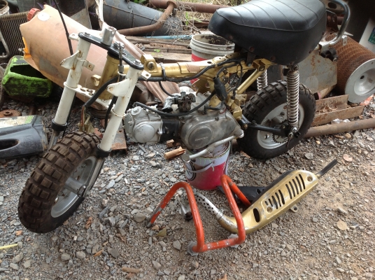 ขาย. มังกี แท้