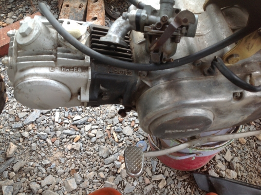 ขาย. มังกี แท้