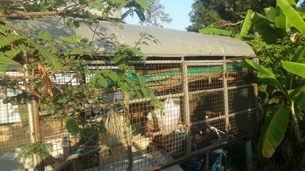 ขายด่วนหลังคาใส่ NKR 4ล้อ