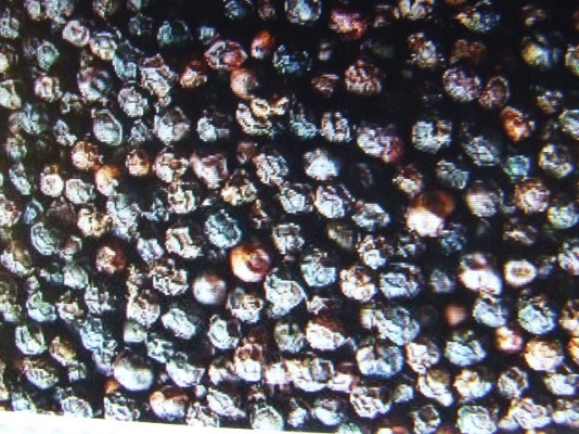 ขายเม็ดพริกไทยดำสดจากไร่ผมเองครับ