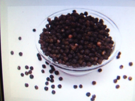 ขายเม็ดพริกไทยดำสดจากไร่ผมเองครับ