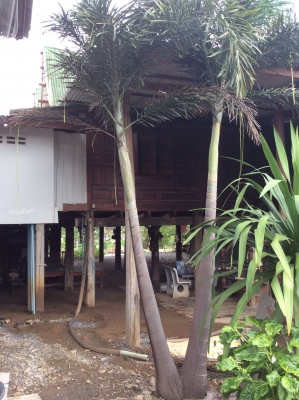 ต้นปาล์มฟอกเทล