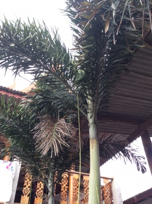 ต้นปาล์มฟอกเทล