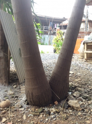 ต้นปาล์มฟอกเทล