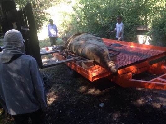 ขายเทเลอร์เล็ก 4ตัน แข็งแรงดัมพ์ได้