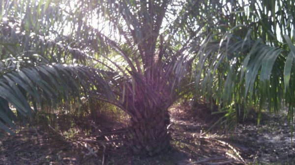 ขายสวนปาล์ม 16ไร่ใกล้ตัวเมืองนครศรี.ติดต่อ080-1405528