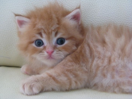 กันชนชุดแต่ง NKR