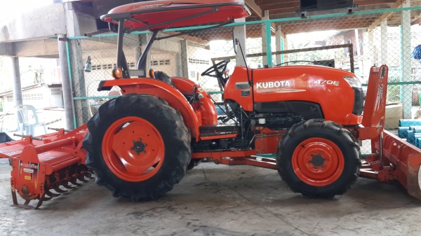 ขายผานตราช้าง สวยใบเต็ม 6x 24 25500-