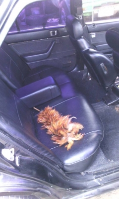 ปรับราคาขาย Honda Accord ปี89 ถูกๆ 22000