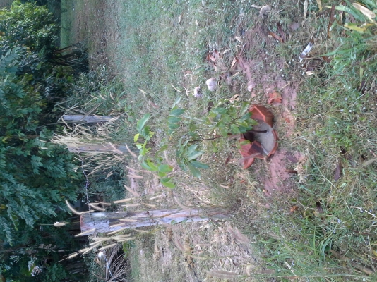 ขายที่ขุดหลุมมือถือ