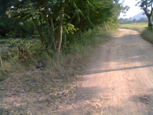 ขายที่นา12ไร่ (นาปี) มีบ่อนํ้าด้วย ไร่280,000บาท