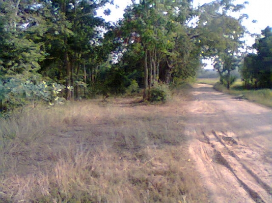 ขายที่นา12ไร่ (นาปี) มีบ่อนํ้าด้วย ไร่280,000บาท