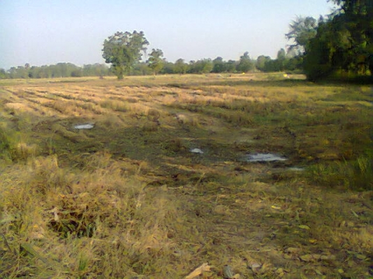 ขายที่นา12ไร่ (นาปี) มีบ่อนํ้าด้วย ไร่280,000บาท