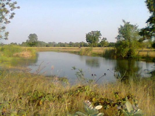 ขายที่นา12ไร่ (นาปี) มีบ่อนํ้าด้วย ไร่280,000บาท