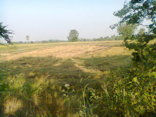 ขายที่นา12ไร่ (นาปี) มีบ่อนํ้าด้วย ไร่280,000บาท