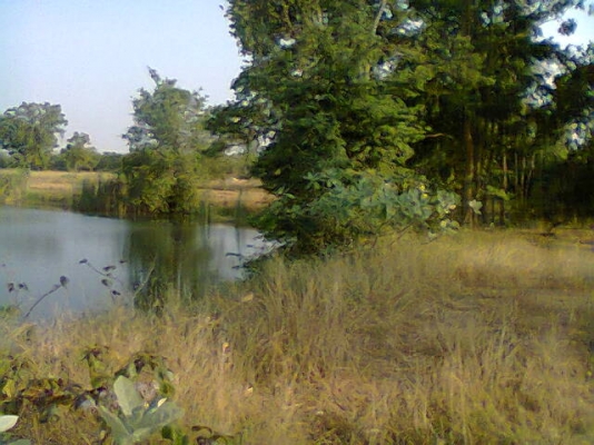 ขายที่นา12ไร่ (นาปี) มีบ่อนํ้าด้วย ไร่280,000บาท