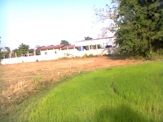 ขายที่นา 24 ไร่ๆละ420,000บาทมีนํ้าทั้งปีมีบ่อใหญ่ (แบ่งได้ครับ)