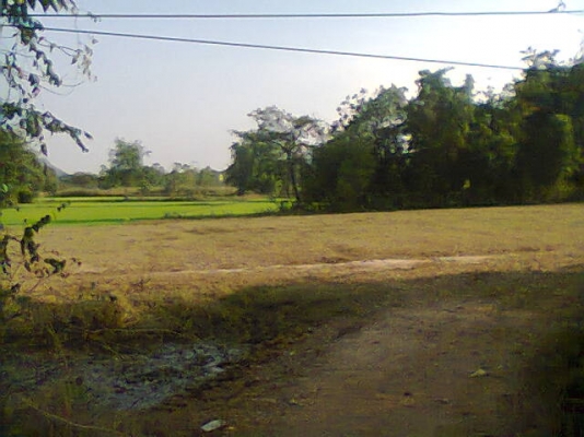 ขายที่นา 24 ไร่ๆละ420,000บาทมีนํ้าทั้งปีมีบ่อใหญ่ (แบ่งได้ครับ)