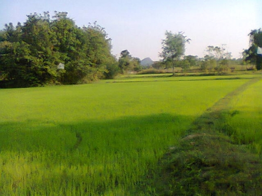 ขายที่นา 24 ไร่ๆละ420,000บาทมีนํ้าทั้งปีมีบ่อใหญ่ (แบ่งได้ครับ)