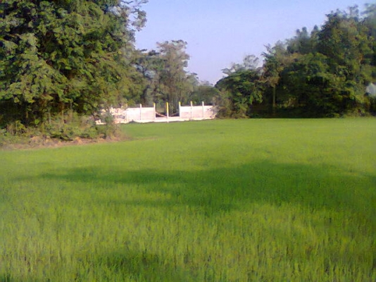 ขายที่นา 24 ไร่ๆละ420,000บาทมีนํ้าทั้งปีมีบ่อใหญ่ (แบ่งได้ครับ)