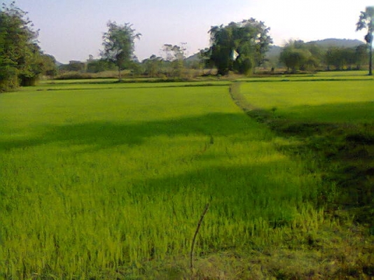 ขายที่นา 24 ไร่ๆละ420,000บาทมีนํ้าทั้งปีมีบ่อใหญ่ (แบ่งได้ครับ)