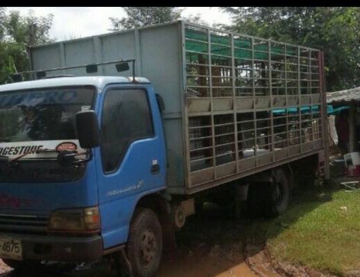 หกล้อ อีซูซุ NPR130แรงปี48 แอร์ พาเวอร์ ล่างFหลังFหลัง รถบรรทุกหมูค็อก2ชั้น สภาพดีพร้อมใช้งาน ทะเบียนพร้อมโอน รถห้างมือเดียว