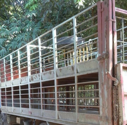 หกล้อ อีซูซุ NPR130แรงปี48 แอร์ พาเวอร์ ล่างFหลังFหลัง รถบรรทุกหมูค็อก2ชั้น สภาพดีพร้อมใช้งาน ทะเบียนพร้อมโอน รถห้างมือเดียว